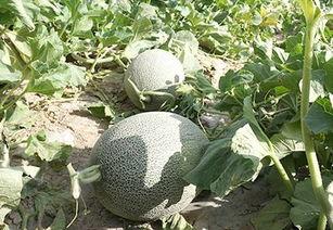 娱乐吃瓜酱紫,吃瓜群众酱紫解读热点事件  第3张