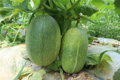 哈密瓜在哪里可以免费吃,寻味之旅，尽享甜蜜时光  第1张